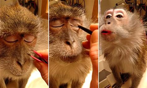 Monkey Wearing Makeup