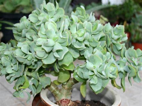 Crassula arborescens subsp. undulatifolia (Ripple Jade) | World of Succulents