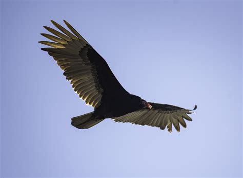 Vulture in flight in full Wingspan image - Free stock photo - Public ...