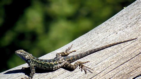 Lizards - Facts, Diet & Habitat Information