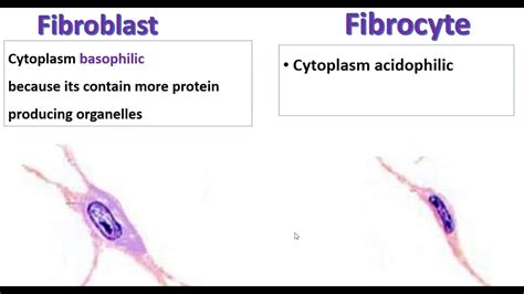 Fibroblast Vs fibrocyte - YouTube