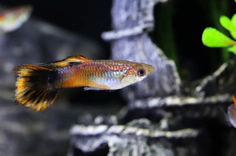 Signs a Fish is Dying | Starting An Aquarium