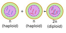 Nondisjunction in Meiosis: Definition & Examples - Video & Lesson ...