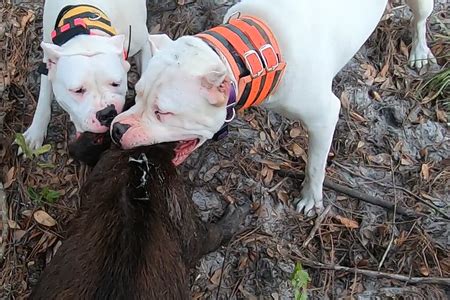 Hunting with the Dogo Argentino