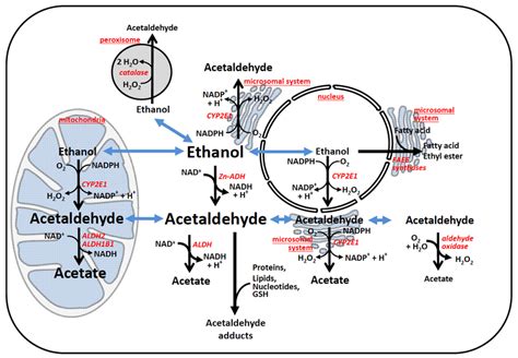 Enzymes involved in hepatic ethanol metabolism are distributed among ...