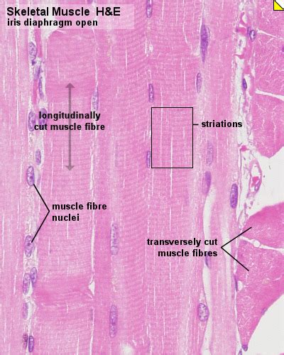 Skeletal Muscle Physiology Flashcards | Quizlet