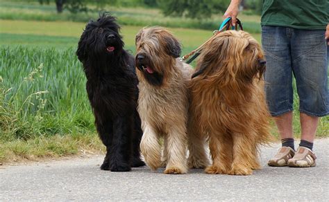 Briard Dog Info, Temperament, Care, Training, Puppies, Pictures