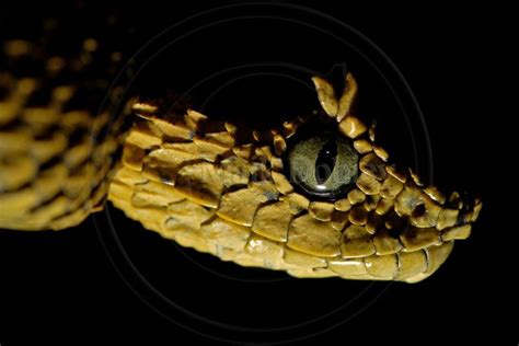 CalPhotos: Atheris ceratophora; Usambara Bush Viper | Snake, Snake ...