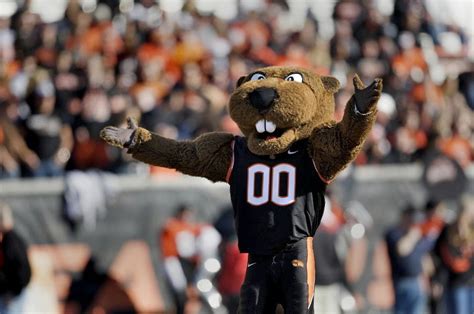 Oregon State Beavers rebrand, reboot and 'ReBeav' (live updates) - oregonlive.com