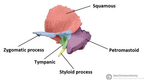 Petrous Portion of Temporal Bone -solid bone that forms most of posterior inferior part of ...