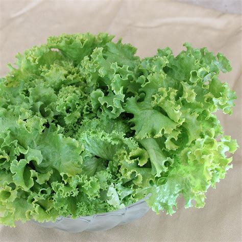 Bonnie Plants 4.5 in. 19.3 oz. Lettuce-Green Leaf-0055 - The Home Depot