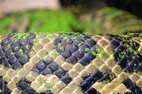 Close-up on the skin of the snake - yellow anaconda. The yellow anaconda Eunectes notaeus (also ...