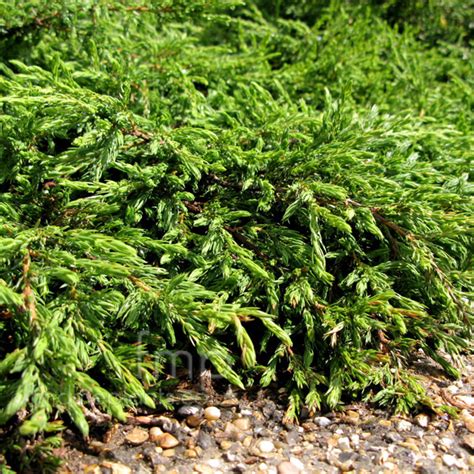 Plant Pictures: Juniperus communis - 'Repanda'