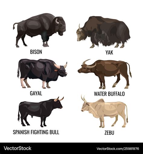 Difference Between Cow Bull Buffalo Ox - All About Cow Photos 0D0