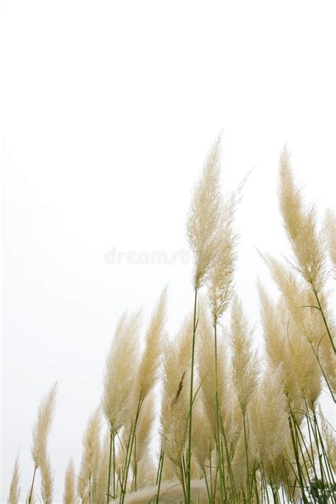 Reed flowers stock image. Image of grass, garden, color - 15843829