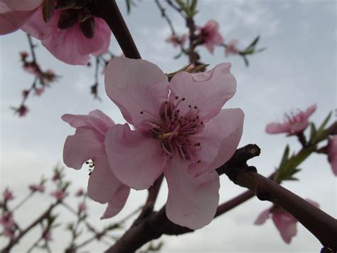 Peach Flowers Free Stock Photo - Public Domain Pictures