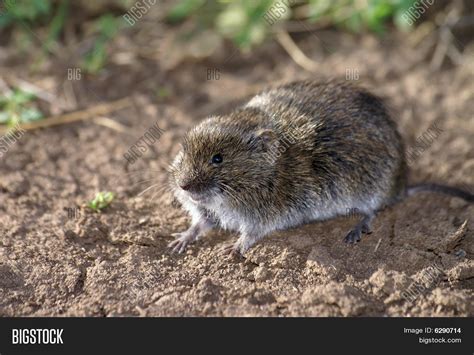 Field Vole Image & Photo (Free Trial) | Bigstock