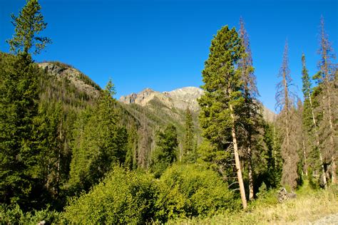 Pine Trees In Mountains Free Stock Photo - Public Domain Pictures