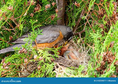 American Robin Nest with Babies with Parent Feeding Stock Image - Image ...