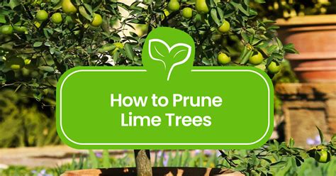 Pruning Lime Trees: A Complete Guide for Healthy Growth - Plant Propagation