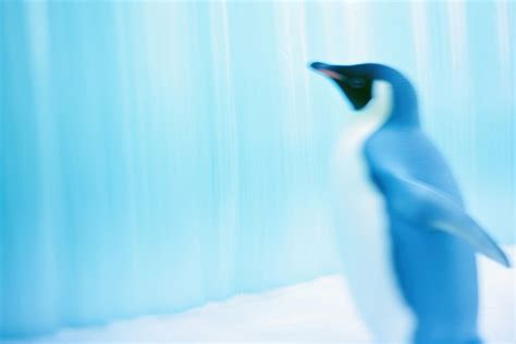 penguin animal bird underwater. AI | Premium Photo - rawpixel