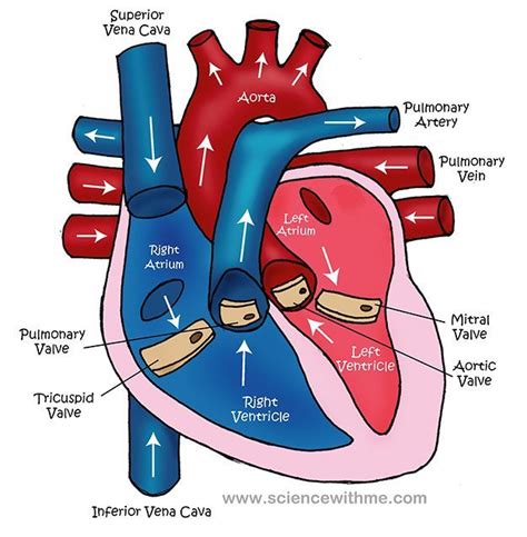 Draw And Label Heart Anatomy And Physiology