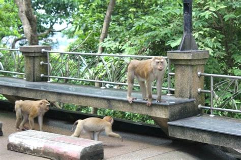 Phuket's monkeys being moved to their own island | Thaiger