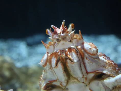 Oregon Coast Aquarium (Newport) - Visitor Information & Reviews