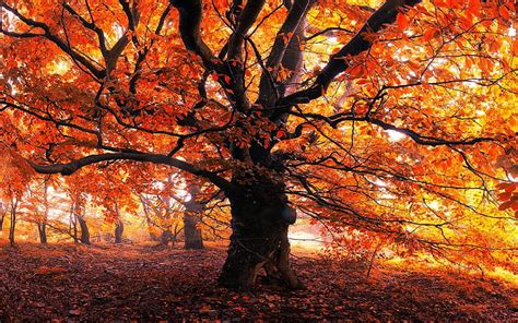 HD wallpaper: Landscape, Nature, Trees, Forest, Leaves, Mist, Morning, Fall, Orange, large oak ...