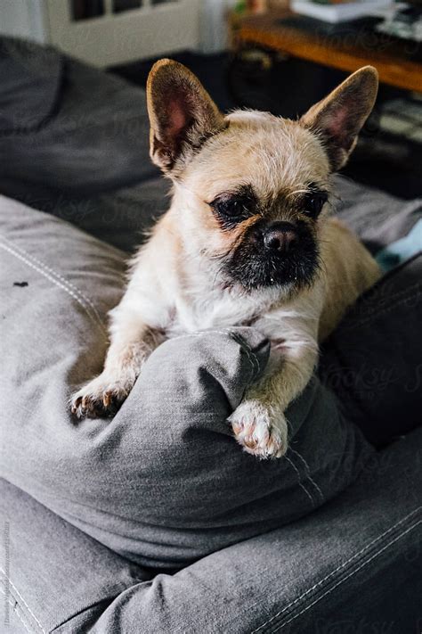 "A French Bulldog, Shih Tzu Mix Sitting On The Back Of A Couch" by Stocksy Contributor "J ...