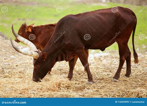 Brown Watusi Watussi African Bull Couple Royalty Free Stock Images - Image: 14269499