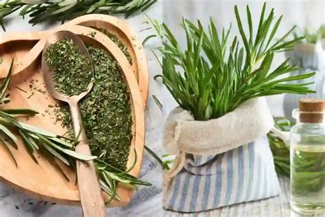 How to Use Rosemary to Repel Mosquitoes: Natural Solutions