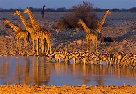 etosha, National, Park, Namibia, Africa, Giraffe, Zebra, Watering ...