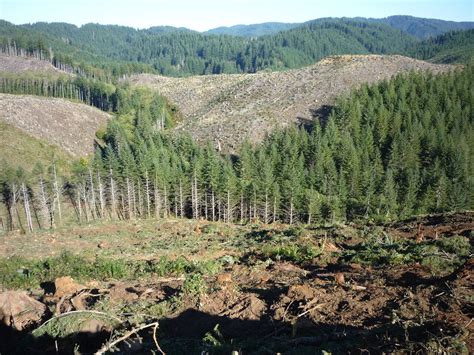 Timber harvesting results in persistent deficits in summer streamflow