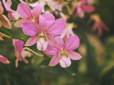 Premium Photo | Pink orchid bouquet and green leaves