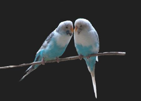 2 Budgies Kissing | Smooch | Pinterest | Budgies, Parakeets and Bird