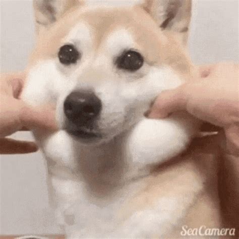 Squishy Doggo GIF - Doggo Dog - Discover & Share GIFs