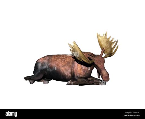 big moose with mighty antlers Stock Photo - Alamy