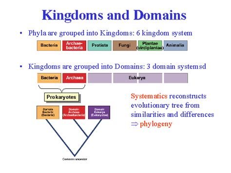 Eukarya Domain Kingdoms