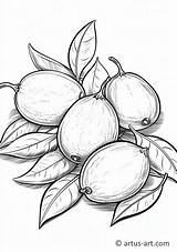 Persian Lime Coloring Page Coloring » Free Download Artus Art sketch template
