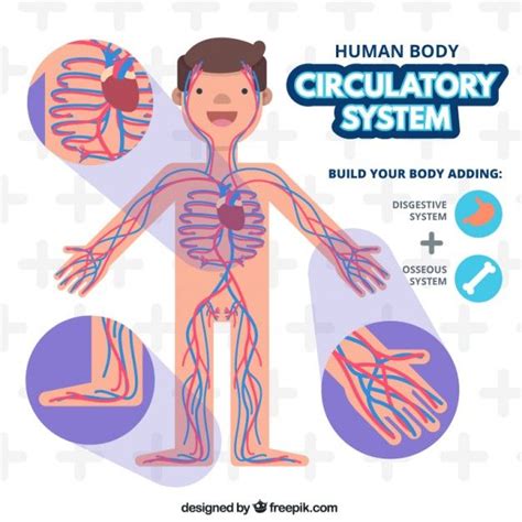 Sistema circulatorio | Circulatory system, System, Character