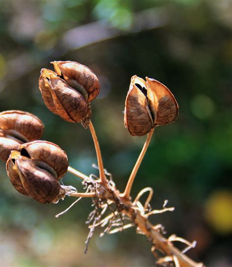 Brown Seed Pods Free Stock Photo - Public Domain Pictures