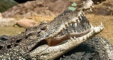 New hypothesis about crocodiles’ ears may help people with impaired hearing | Exosome RNA