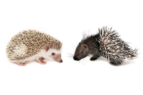 Hedgehog Vs Porcupine: Are They The Same? - Hedgehog Registry