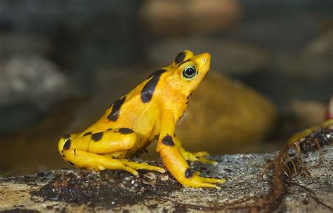 The World's Most Stunningly Yellow Animals - WorldAtlas