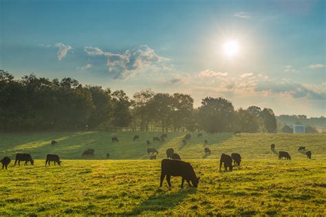 Production without pasture: 'Cows don't have to eat grass' | AGDAILY