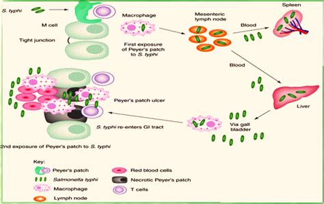 Salmonella Life Cycle Diagram