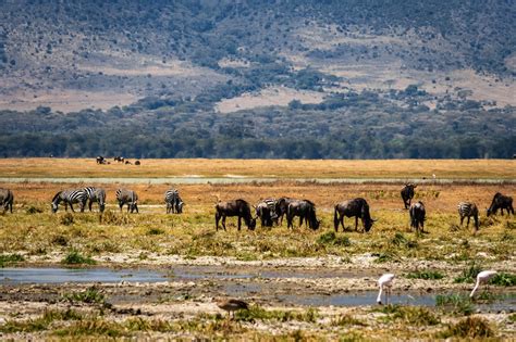 Safari De 3 Jours - Cratère Du Ngorongoro + Choisir Parc - Timon Safaris