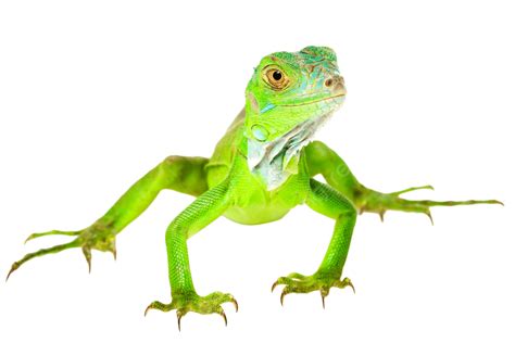 Green Iguana Endangered Species, Alertness, Color Image, Beauty PNG Transparent Image and ...