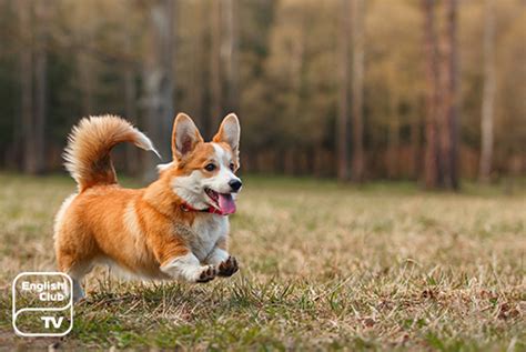 Queen Elizabeth’s corgis a continued family tradition